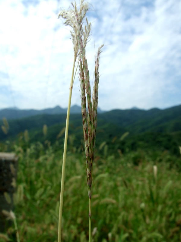 DSCF0373.JPG
