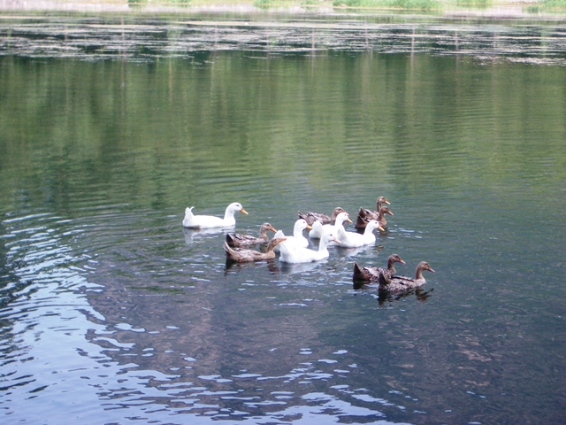 IMGP4015.jpg