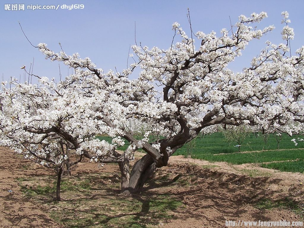 4月20日,青县大盘古村观万亩梨花、拜盘古大寺