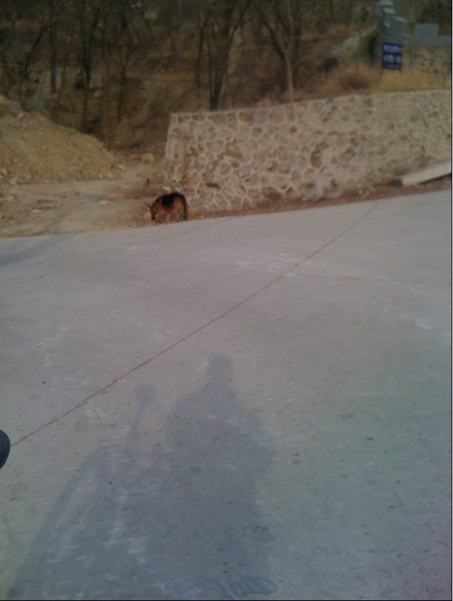 据说这个是路标性动物-香山大狼狗.jpg