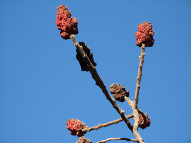 2011.1.15妙阳联爬 010.jpg