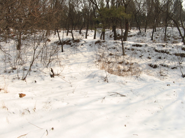 雪后香山休闲游 020.jpg