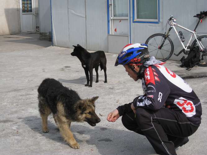 树大妈与水站狗狗