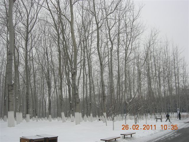 110226  雪中的奥园 015.jpg