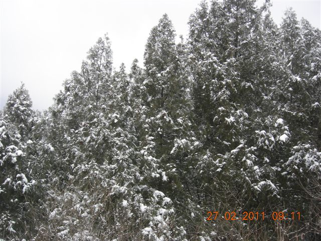 110227    香山踏雪 009.jpg