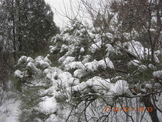 110227    香山踏雪 025.jpg