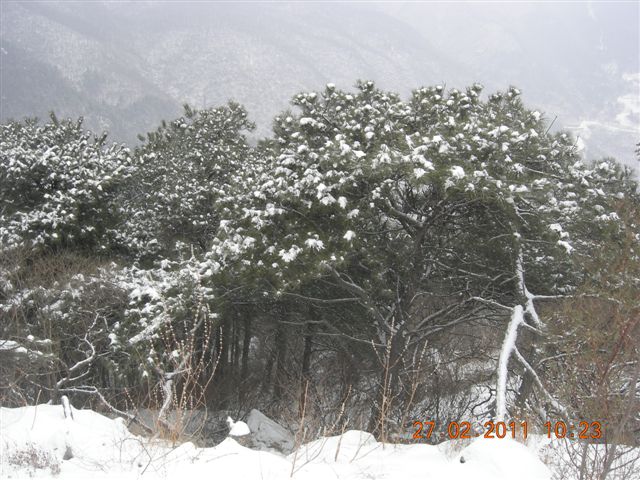 110227    香山踏雪 064.jpg