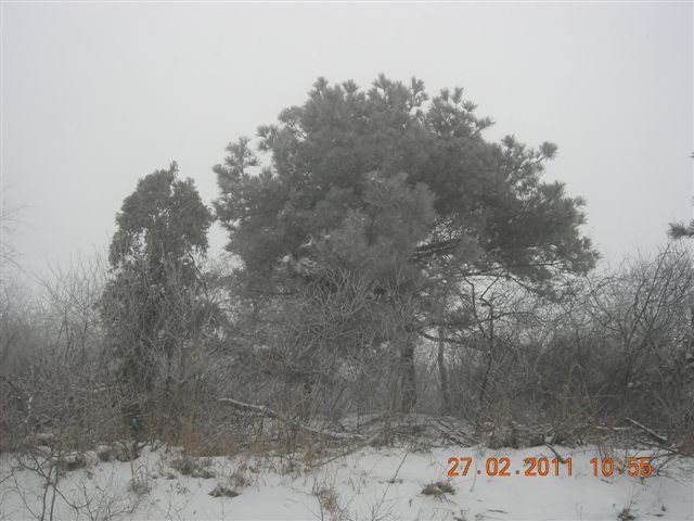 110227    香山踏雪 090.jpg