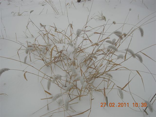 110227    香山踏雪 076.jpg