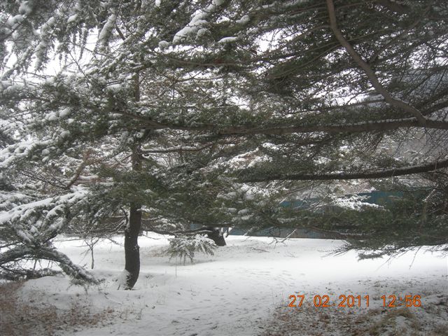 110227    香山踏雪 175.jpg