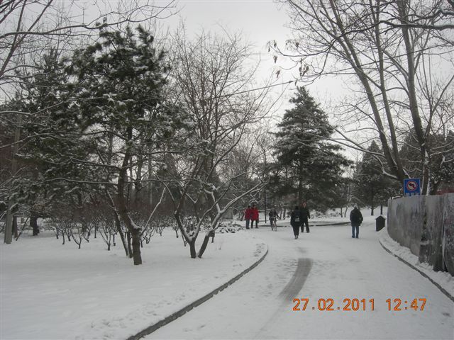 110227    香山踏雪 161.jpg