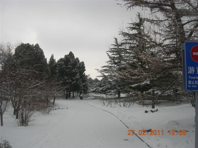 110227    香山踏雪 174.jpg