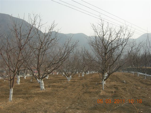 110305  爬东山 011.jpg