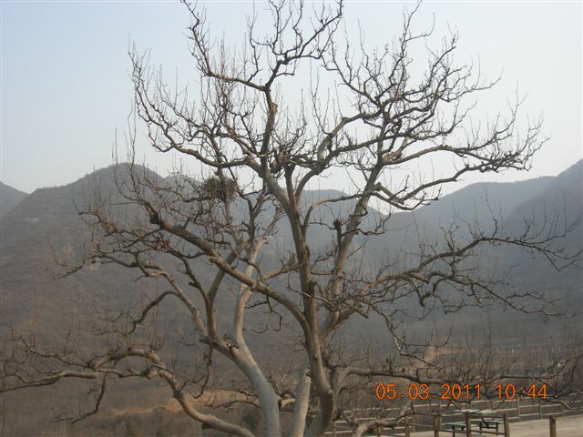 110305  爬东山 030.jpg