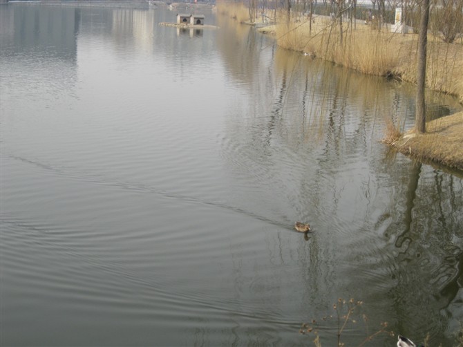 空有孤鹜，可惜没有落霞