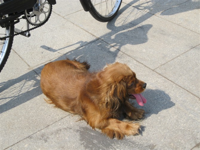 一个老年人汽车出来遛狗