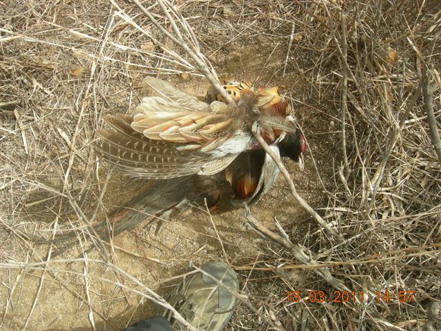 下苇店爬山 093.jpg