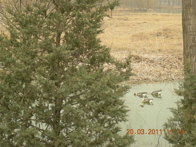 110320  稻香湖骑行 038.jpg