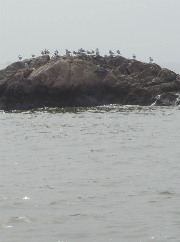 不是海鸥当地人叫它鱼吊子