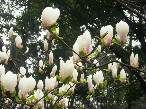 调整大小 SDC14561.JPG