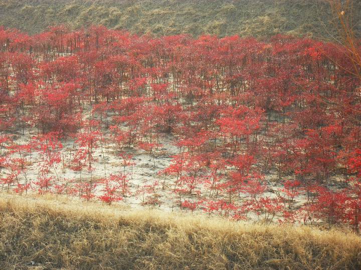 调整大小 SDC13028.JPG