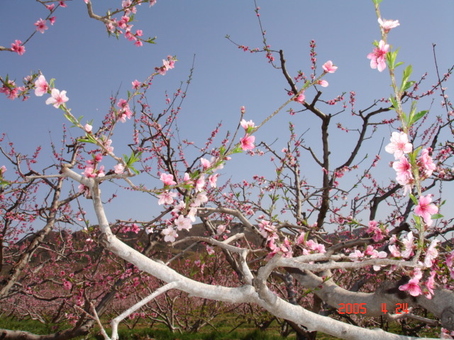 春2.JPG