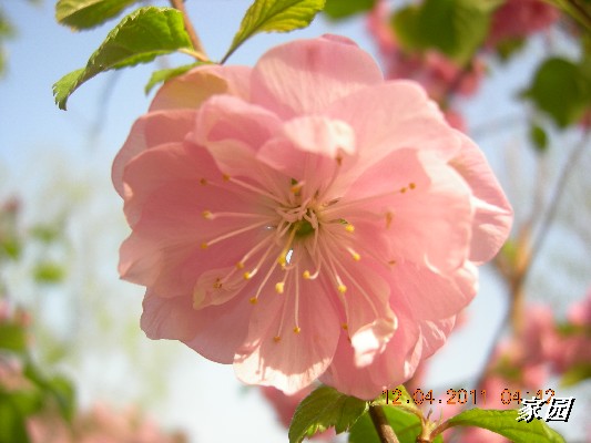 BigBull_天通苑公园花卉 015.jpg