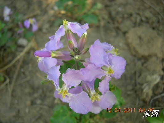 BigBull_天通苑公园花卉 001.jpg