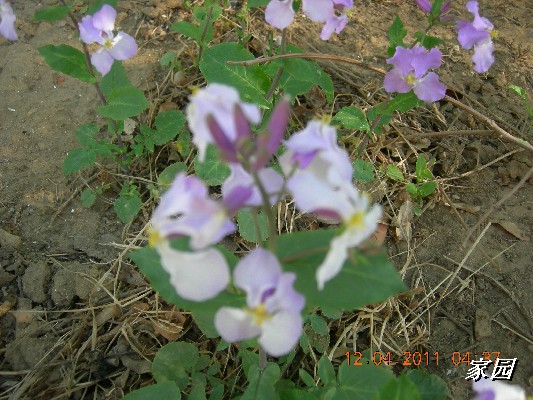 BigBull_天通苑公园花卉 002.jpg