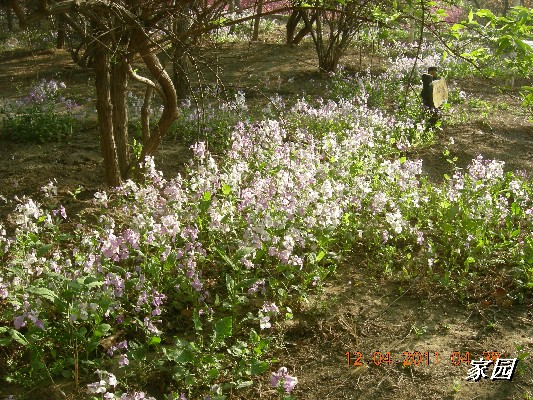 BigBull_天通苑公园花卉 003.jpg