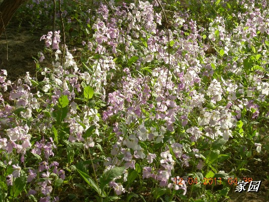 BigBull_天通苑公园花卉 004.jpg