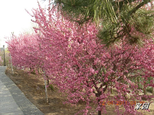 BigBull_天通苑公园花卉 005.jpg