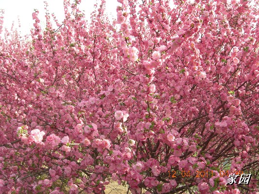 BigBull_天通苑公园花卉 007.jpg