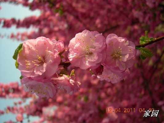 BigBull_天通苑公园花卉 008.jpg