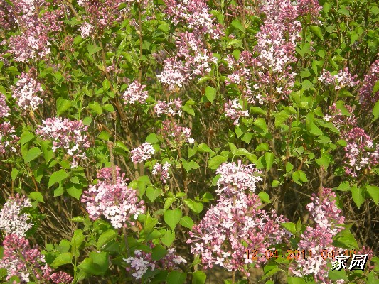 BigBull_天通苑公园花卉 009.jpg