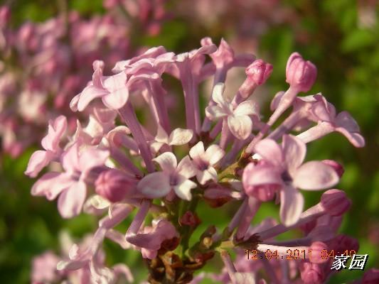 BigBull_天通苑公园花卉 010.jpg