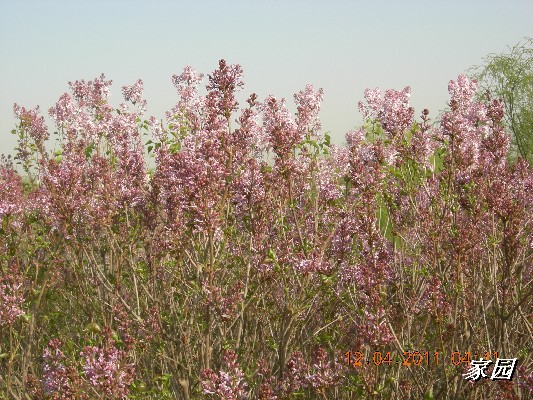 BigBull_天通苑公园花卉 012.jpg