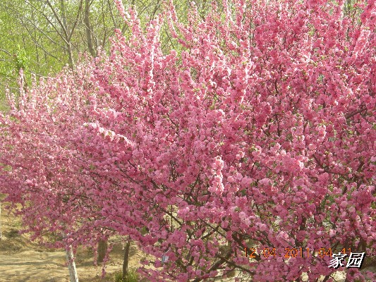 BigBull_天通苑公园花卉 013.jpg