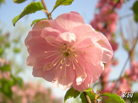 BigBull_天通苑公园花卉 014.jpg