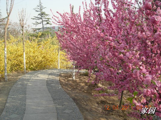 BigBull_天通苑公园花卉 030.jpg