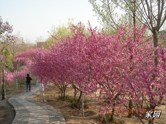 BigBull_天通苑公园花卉 016.jpg