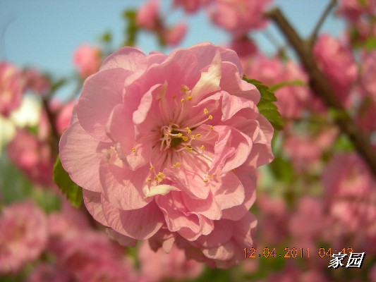 BigBull_天通苑公园花卉 017.jpg