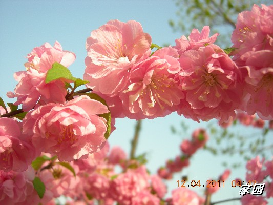 BigBull_天通苑公园花卉 018.jpg