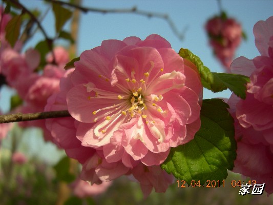 BigBull_天通苑公园花卉 019.jpg