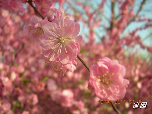 BigBull_天通苑公园花卉 020.jpg