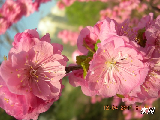 BigBull_天通苑公园花卉 022.jpg