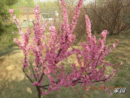 BigBull_天通苑公园花卉 023.jpg