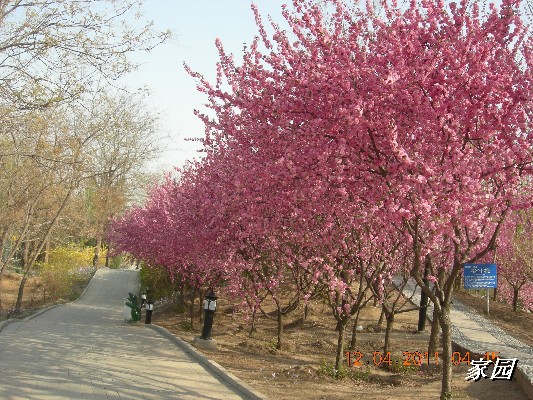 BigBull_天通苑公园花卉 024.jpg