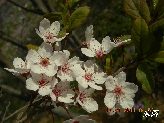 BigBull_天通苑公园花卉 025.jpg