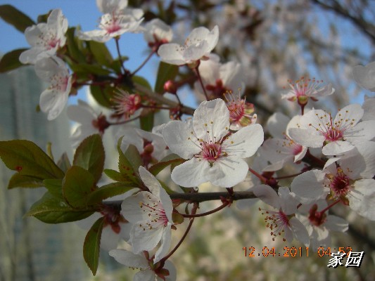 BigBull_天通苑公园花卉 026.jpg